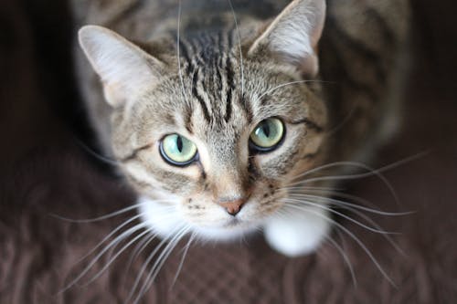 Experience the Future of Pet Feeding with Our Automatic Cat Feeder!