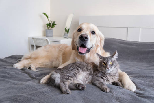 Transform Your Pet’s Travel Experience with the Extra Wide Dog Ramp for Cars, SUVs & Trucks