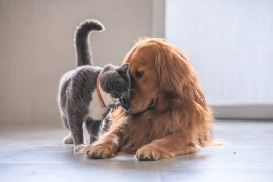 Sandpoy Automatic Cat Feeder with Camera: The Ultimate Smart Feeder for Your Furry Friend