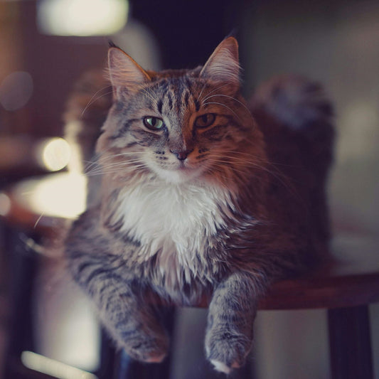 Automatic Cat Feeder & Water Dispenser FW1 – The Ultimate Smart Feeding Solution for Your Pet!