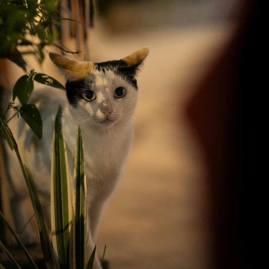 The Ultimate Solution for Fresh, Automated Cat Feeding: Meet the Smart Wet Food Feeder
