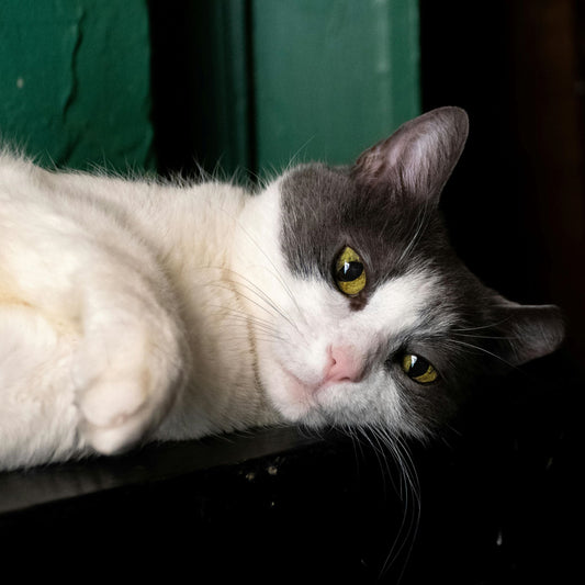 The Ultimate Guide to Stress-Free Cat Feeding: Why Every Cat Owner Needs an Automatic Wet Food Feeder with Ice Packs