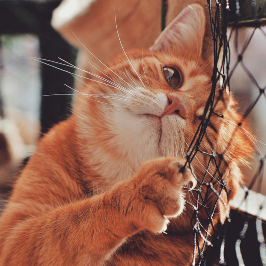 The Future of Feline Care: Smart Wet Food Feeder Transforms Cat Parenting