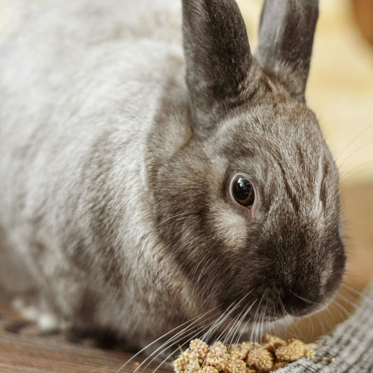 Hanging Rabbit Feeder - Smart Automatic Pet Feeder for Precise, Fresh Meals for Rabbits, Cats & Small Animals