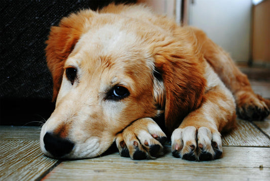 Upgrade Your Pet's Travel Comfort: Discover the Extra Wide Dog Ramp for Cars, SUVs & Trucks