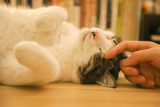 Keep Your Feline Friends Hydrated: Introducing the Cat Water Fountain Stainless Steel!