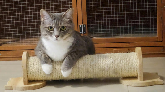 Unlock Hassle-Free Feeding with the Ultimate Automatic Cat Feeder!