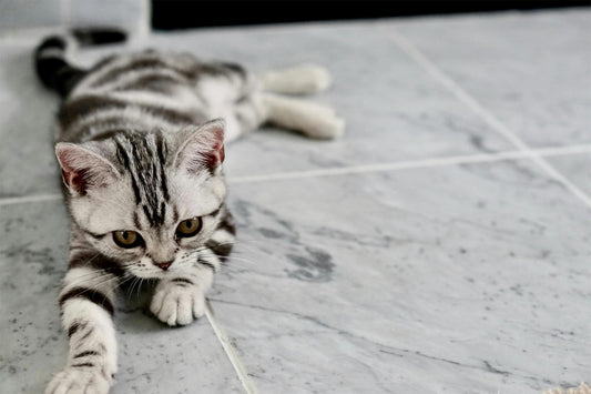 Hydration Made Easy: Discover the Cat Water Fountain Stainless Steel