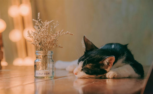 The Ultimate Cat Litter Box Upgrade: Why Stainless Steel is a Game Changer
