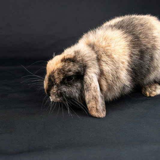 The Smart Way to Feed Small Pets: Hanging Rabbit Feeder Takes the Guesswork Out of Mealtime