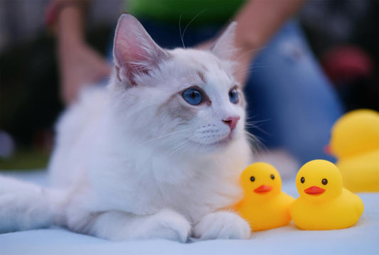 Introducing the Automatic Cat Feeder and Water Dispenser FW1: The Ultimate Convenience for Pet Owners