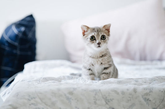 Discover the Sandpoy Automatic Cat Feeder: The Smart Way to Care for Your Pet