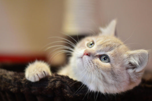 Ensure Your Pet's Health with the Cat Water Fountain Stainless Steel: A Must-Have for Hydration
