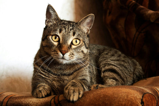 Discover the Convenience of the Automatic Cat Feeder: Your Pet’s New Best Friend!