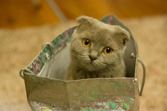 Elevate Your Pet Care Routine with the Sandpoy Automatic Cat Feeder